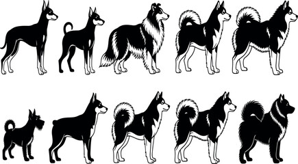 Dog Breed Silhouette Collection Featuring Standing Domestic Canines Spitz Shepherd and Working Dogs Vector Illustration Set © Tofijun