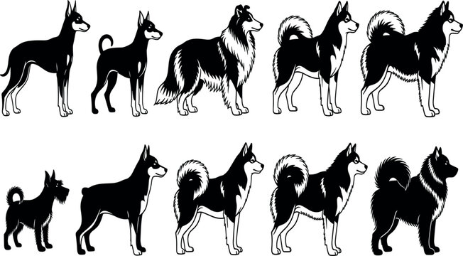 Dog Breed Silhouette Collection Featuring Standing Domestic Canines Spitz Shepherd and Working Dogs Vector Illustration Set
