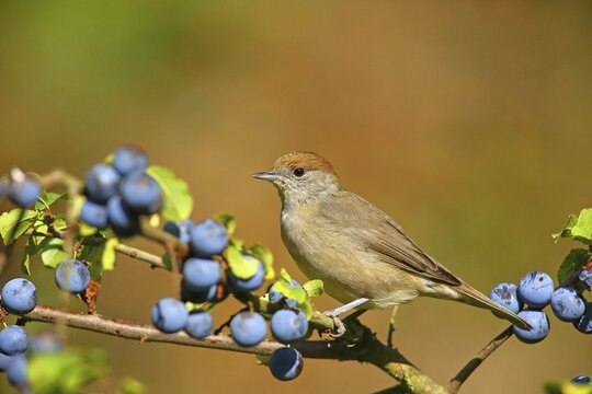 Blackcap (Sylvia atricapilla) , Female sits on Blackthorn (Prunus spinosa) Solms, Hesse