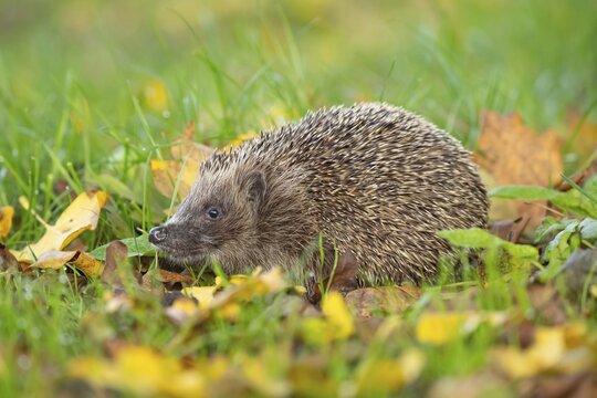 European hedgehog (Erinaceus europaeus) adult animal amongst fallen autumn leaves on a garden lawn, England, United Kingdom