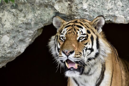 Siberian or Amur tiger (Panthera tigris altaica), portrait, captive, Munich, Bavaria, Germany