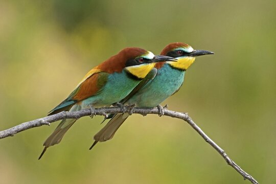 Two European bee-eaters (Merops apiaster), animal pair sitting on branch, Rhineland-Palatinate, Germany