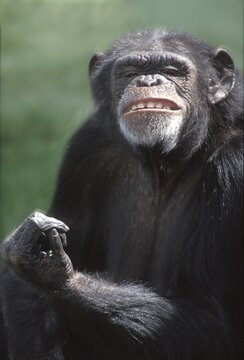 Chimp chimpanzee Pan troglodytes