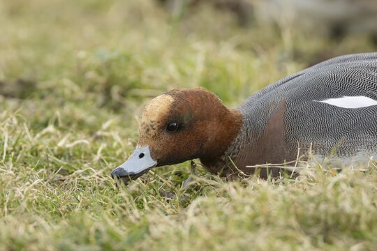 Eurasian wigeon (Mareca penelope) duck adult male bird feeding on grassland, England, United Kingdom