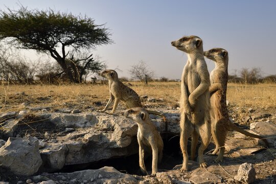 Family Meerkat (Suricata suricatta), standing at the entrance of their underground building and staring watchfully into the distance, Makgadikgadi salt pans, Botswana