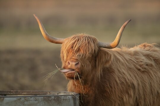 Highland cattle (Bos taurus) adult animal eating grass, Lincolnshire, England, United Kingdom