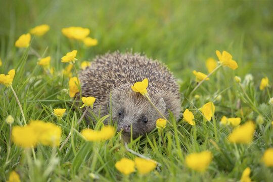 European hedgehog (Erinaceus europaeus) adult in a spring meadow with flowering Buttercup plants, England, United Kingdom