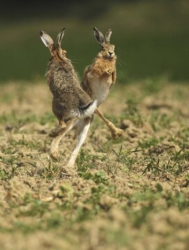 European hare (Lepus europaeus) Mating season, so-called gathering time, males quarrelling with each other, Lower Austria, Austria