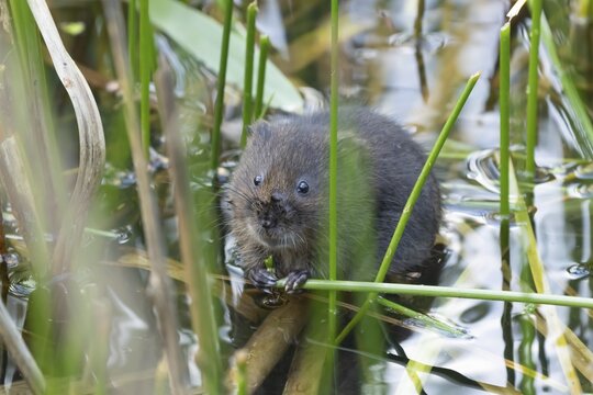 Water vole (Arvicola amphibius) adult animal feeding on a reed plant stem in a pond in the summer, Suffolk, England, United Kingdom