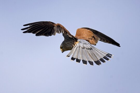 Kestrel (Falco tinnunculus) in flight, wildlife, Rhineland-Palatinate, Germany