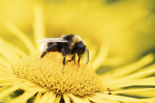 Buff tailed bumblebee (Bombus terrestris) adult bee feeding on a yellow flower in an urban garden in summer, England, United Kingdom
