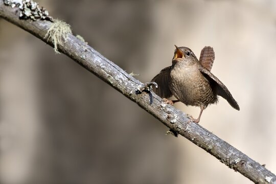 Eurasian wren (Troglodytes troglodytes) sitting on a branch and singing, Schwaz, Tyrol, Austria