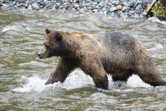 Brown Bear (Ursus arctos) catching salmon, Admiralty Island, Inside Passage, Alaska, USA, North America