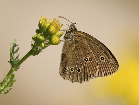 Ringlet (Aphantopus hyperantus) sucking nectar, Lower Saxony, Germany