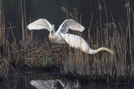 Mute swan. Cygnus olor. A pair of swans bults the nest. Forest of La Wantzenau. Region of Alsace. France