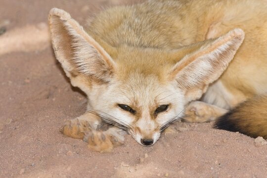 Fennec Fox (Canis zerdus), Libya, Africa
