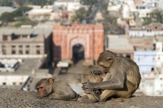 Rhesus Macaques (Macaca mulatta), near Galta Gate, Jaipur, Rajasthan, India