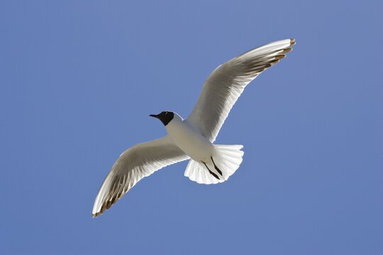 Black-headed Gull (Larus ridibundus) with breeding plumage, Southern France, Europe
