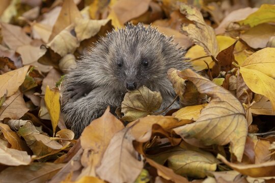 European hedgehog (Erinaceus europaeus) adult animal amongst fallen autumn leaves during hibernation, England, United Kingdom