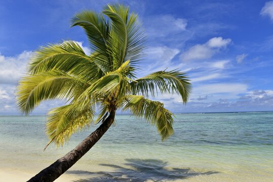 Paradise beach, palm tree and ocean, Nosy Mangabe, East Coast, Madagascar