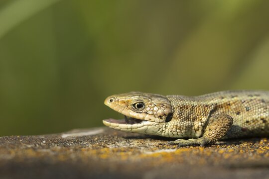 Common lizard (Zootoca vivipara) adult reptile with its mouth open on a wooden sleeper, England, United Kingdom