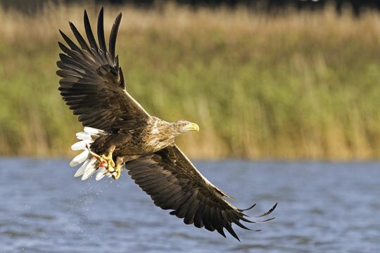 Flying white-tailed eagle (Haliaeetus albicilla) catches a rudd (Scardinius erythrophtalmus), Mecklenburg Lake District, Mecklenburg-Western Pomerania, Germany