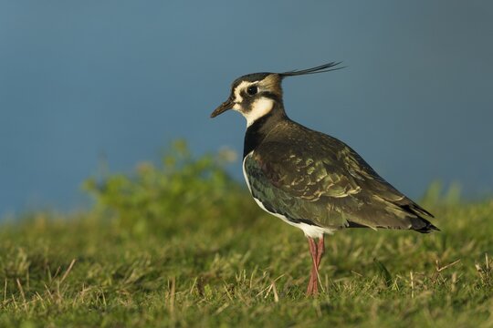 Northern lapwing (Vanellus vanellus), Texel, North Holland, Netherlands