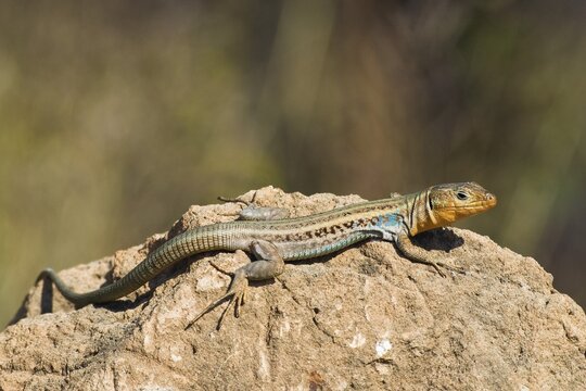 Peloponnesian Wall Lizard (Podarcis peloponnesiaca), male, Peloponnese, Greece, Europe