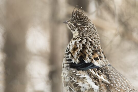 Ruffed grouse (Bonasa umbellus), male standing on a trunk, close-up, La Mauricie national park, Province of Quebec, Canada,