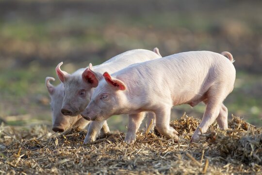 Domestic pig (Sus scrofa domesticus) three juvenile baby piglets farm animals in a field in summer, England, United Kingdom