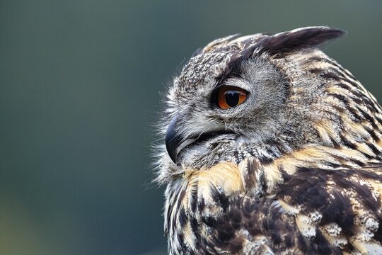 Eurasian eagle-owl (Bubo bubo), Falconry in the Neuhaus Wildlife Park, Neuhaus im Solling, Solling-Vogler nature park Park, Lower Saxony, Germany