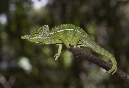 Labords Cham&auml;leon (Furcifer labordi),short-lived chameleon species of the world, male, dry forests of Kirindy, Western Madagascar, Madagascar