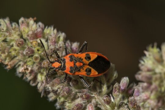 Cinnamon bug (Corizus hyoscyami) on flower buds of horse mint (Mentha longifolia), Baden-W&uuml;rttemberg, Germany