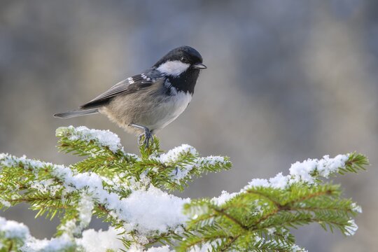 Coal tit (Parus ater), sitting on a branch in winter, Terfens, Tyrol, Austria