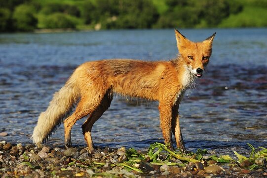 Red Fox (Vulpes vulpes) on the lakeshore in the evening light, Kurile Lake, Kamchatka Peninsula, Russia