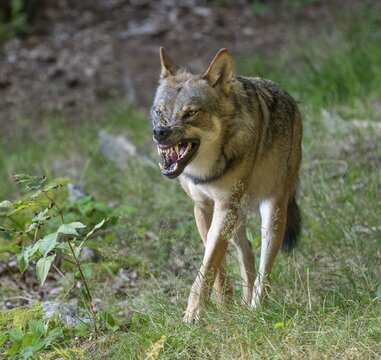 Wolf (Canis lupus) stands in a clearing in the forest and bares its teeth, Germany
