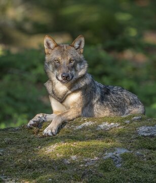 Wolf (Canis lupus) lying on a moss-covered rock and looking attentively, captive, Bavarian Forest National Park, Bavaria, Germany