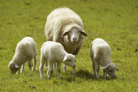 Forest sheep, three lambs with mother grazing on a pasture, Germany