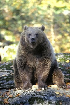 European Brown Bear ( Ursus arctos arctos ) - Nationalpark Bayerischer Wald - Germany