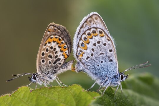 Agriades optilete (Plebejus optilete) mating, butterfly, Goldenstedt, Lower Saxony, Germany