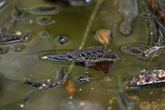 Atlantic mudskipper (Periophthalmus barbarus), Loango National Park, Parc National de Loango, Ogoou&eacute;-Maritime Province, Gabon