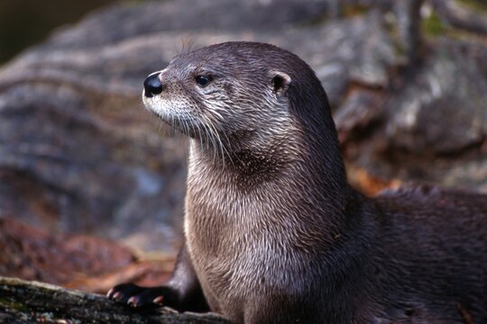 Eurasian Otter (Lutra lutra). Bavarian Forest National Park, Bavaria, Germany, Europe