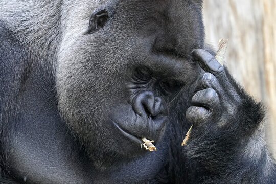 Western western gorilla (Gorilla gorilla) silverback, animal portrait, captive