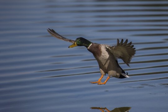 Mallard (Anas platyrhynchos), in flight over water surface, Germany