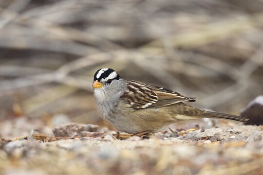 White-crowned sparrow (Zonotrichia leucophrys), Bosque del Apache Wildlife Refuge, New Mexiko, USA