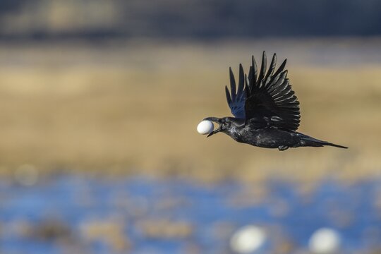 Common raven (Corvus corax) flies with a stolen bird's egg of the greylag goose, egg thief, V&auml;sterg&ouml;tland, Sweden