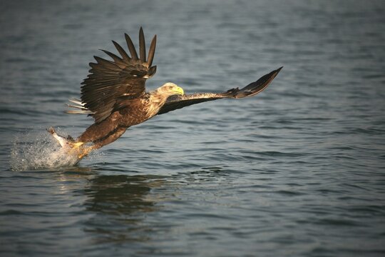 White-tailed eagle (Haliaeetus albicilla) preys on fish, Mecklenburg-Western Pomerania, Germany