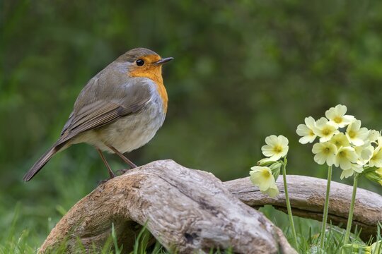 European robin (Erithacus rubecula) sits on a root, next to it a True oxlip (Primula elatior), Schwaz, Tyrol, Austria