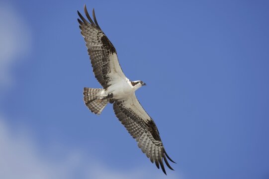 Western osprey (Pandion haliaetus) in flight, Everglades National Park, Florida, USA