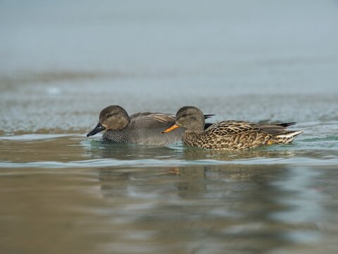 Gadwall (Anas strepera), Lake Constance, Baden-W&uuml;rttemberg, Germany